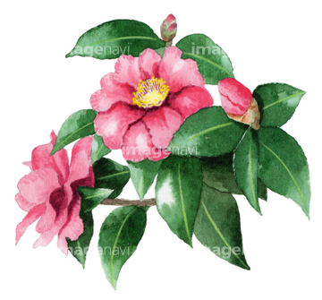 椿 イラスト 綺麗 の画像素材 花 植物 イラスト Cgのイラスト素材ならイメージナビ