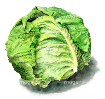 キャベツ イラスト 春キャベツ の画像素材 食べ物 飲み物 イラスト Cgのイラスト素材ならイメージナビ