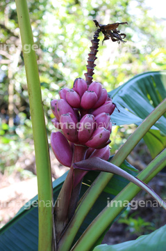 紫 赤 の画像素材 葉 花 植物の写真素材ならイメージナビ