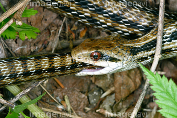 シマヘビ の画像素材 爬虫類 両生類 生き物の写真素材ならイメージナビ