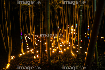 自然 風景 森林 竹林 和風 夜 の画像素材 写真素材ならイメージナビ