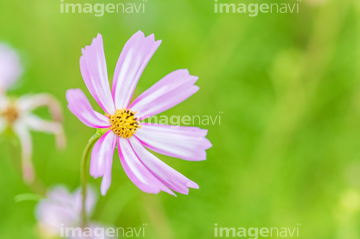 儚い の画像素材 葉 花 植物の写真素材ならイメージナビ
