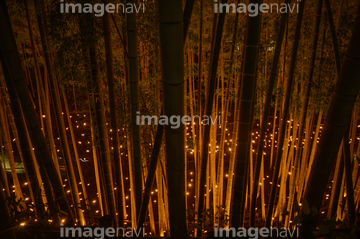 自然 風景 森林 竹林 和風 夜 の画像素材 写真素材ならイメージナビ