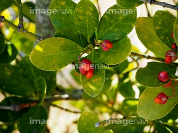 マサキの実 の画像素材 その他植物 花 植物の写真素材ならイメージナビ
