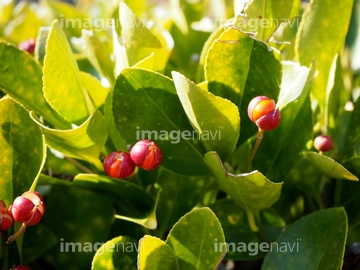 マサキの実 の画像素材 その他植物 花 植物の写真素材ならイメージナビ