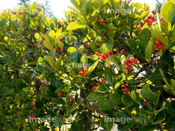 マサキの実 の画像素材 その他植物 花 植物の写真素材ならイメージナビ