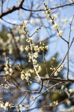 ハクモクレン つぼみ の画像素材 樹木 花 植物の写真素材ならイメージナビ