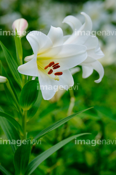 スカシユリ の画像素材 公園 文化財 町並 建築の写真素材ならイメージナビ