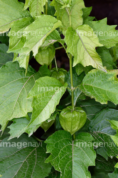 鬼灯 葉 緑色 の画像素材 その他植物 花 植物の写真素材ならイメージナビ