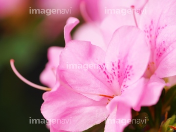 アザレア の画像素材 花 植物の写真素材ならイメージナビ