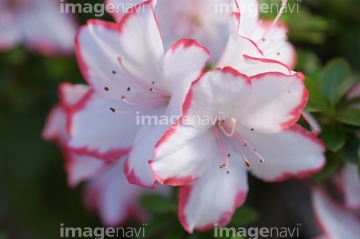 アザレア の画像素材 花 植物の写真素材ならイメージナビ