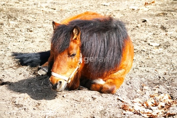 競走馬 かわいい の画像素材 家畜 生き物の写真素材ならイメージナビ