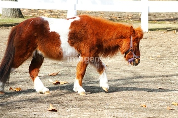 競走馬 かわいい の画像素材 家畜 生き物の写真素材ならイメージナビ