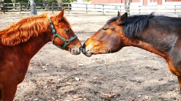 競走馬 かわいい の画像素材 家畜 生き物の写真素材ならイメージナビ