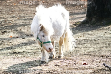 競走馬 かわいい の画像素材 家畜 生き物の写真素材ならイメージナビ