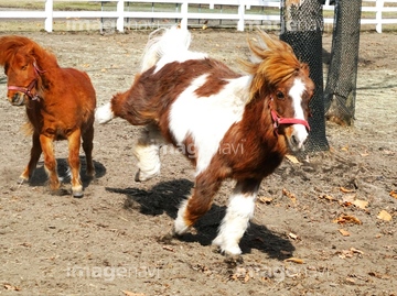 競走馬 かわいい の画像素材 家畜 生き物の写真素材ならイメージナビ