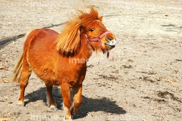 競走馬 かわいい の画像素材 家畜 生き物の写真素材ならイメージナビ