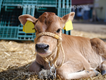 仔牛 かわいい の画像素材 家畜 生き物の写真素材ならイメージナビ