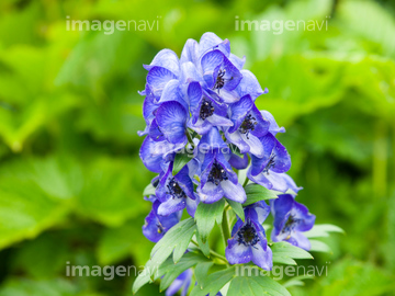 トリカブト の画像素材 花 植物の写真素材ならイメージナビ