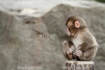 子猿 かわいい の画像素材 陸の動物 生き物の写真素材ならイメージナビ