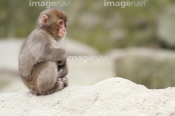 子猿 かわいい の画像素材 陸の動物 生き物の写真素材ならイメージナビ