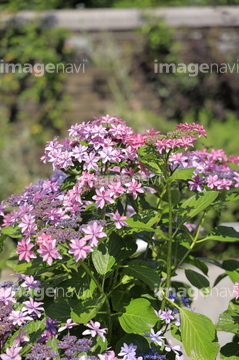 紫 赤 の画像素材 気象 天気 自然 風景の写真素材ならイメージナビ
