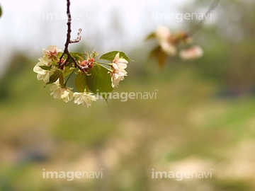 大豆 花 枝豆 の画像素材 花 植物 イラスト Cgの写真素材ならイメージナビ