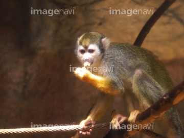 リスザル かわいい の画像素材 正月 行事 祝い事の写真素材ならイメージナビ