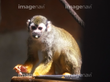 リスザル かわいい の画像素材 正月 行事 祝い事の写真素材ならイメージナビ