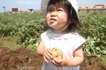 芋掘り の画像素材 季節 形態別食べ物 食べ物の写真素材ならイメージナビ
