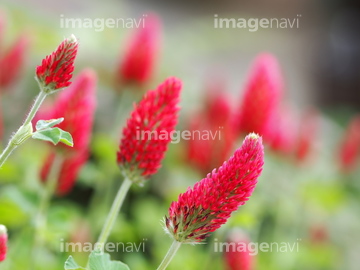 ストロベリートーチ の画像素材 葉 花 植物の写真素材ならイメージナビ