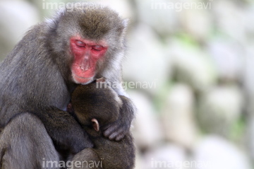 子猿 かわいい の画像素材 陸の動物 生き物の写真素材ならイメージナビ