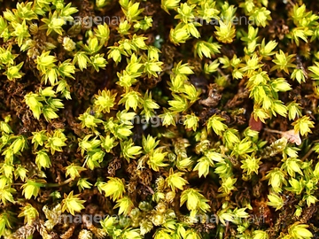 隠花植物 の画像素材 樹木 花 植物の写真素材ならイメージナビ