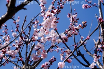 杏の木 の画像素材 樹木 花 植物の写真素材ならイメージナビ