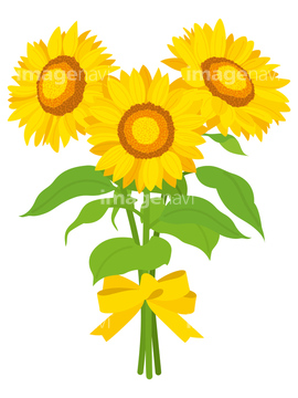 イラスト Cg 花 植物 ヒマワリ 夏 ナチュラル 濃淡 の画像素材 イラスト素材ならイメージナビ