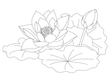 ハーブ イラスト ナチュラル ラベンダー の画像素材 花 植物 イラスト Cgのイラスト素材ならイメージナビ