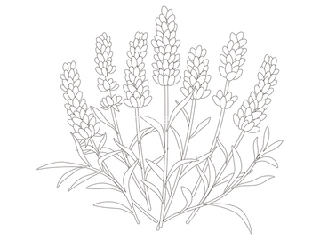 ハーブ イラスト ナチュラル ラベンダー の画像素材 花 植物 イラスト Cgのイラスト素材ならイメージナビ