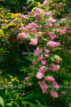 卯の花 ピンク色 の画像素材 趣味 遊び ライフスタイルの写真素材ならイメージナビ
