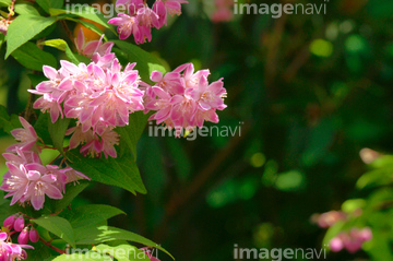 卯の花 ピンク色 の画像素材 趣味 遊び ライフスタイルの写真素材ならイメージナビ