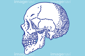 ベクターイラスト の画像素材 イラスト Cgのイラスト素材ならイメージナビ