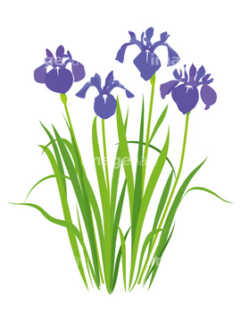 紫色花 の画像素材 花 植物 イラスト Cgの写真素材ならイメージナビ