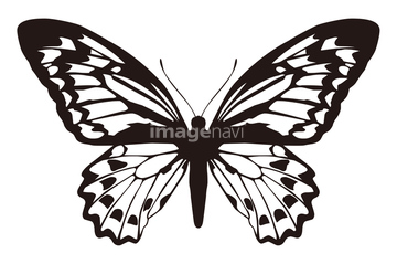 アゲハ蝶 綺麗 の画像素材 虫 昆虫 生き物の写真素材ならイメージナビ