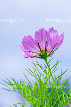 コスモス 葉 の画像素材 葉 花 植物の写真素材ならイメージナビ