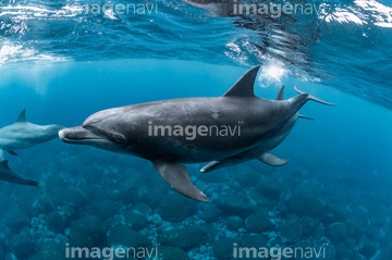 イルカ 夏 かわいい の画像素材 海の動物 生き物の写真素材ならイメージナビ イルカ 夏 かわいい の画像素材 海の動物 生き物の写真素材ならイメージナビ
