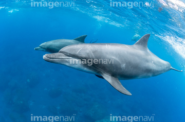 イルカ 夏 かわいい の画像素材 海の動物 生き物の写真素材ならイメージナビ