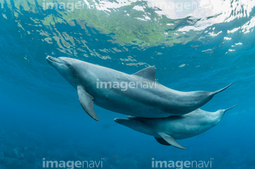 イルカ 夏 かわいい の画像素材 海の動物 生き物の写真素材ならイメージナビ イルカ 夏 かわいい の画像素材 海の動物 生き物の写真素材ならイメージナビ