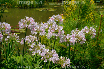 アガパンサス ピンク色 の画像素材 花 植物の写真素材ならイメージナビ