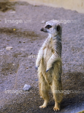 日向ぼっこ 動物 イラスト かわいい 平ら ロイヤリティフリー 写真 の画像素材 極地 秘境 国 地域の写真素材ならイメージナビ