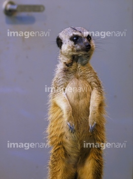 かわいい の画像素材 森林 自然 風景の写真素材ならイメージナビ