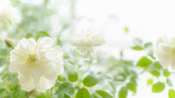 濃淡 作家ハル の画像素材 葉 花 植物の写真素材ならイメージナビ